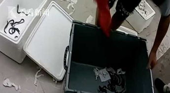 嚇人 高溫致蛇蛋孵化 托運(yùn)行李中鉆出11條眼鏡蛇